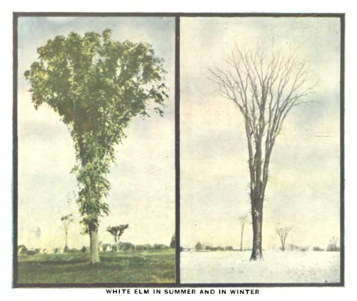 Leaf Key To The Trees, Of The Northern States And Canada: And A Botanical Glossary (1910) (Legacy Reprint Series)