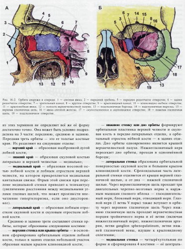 Клиническое руководство по черепно-мозговой травме Clinical manual of head injury