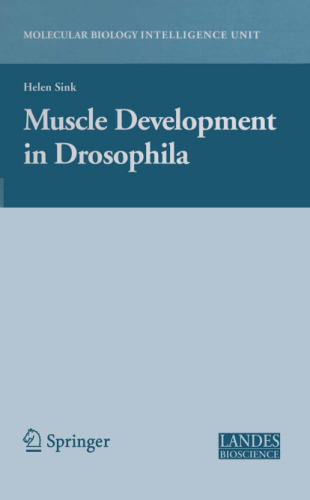 Muscle development in drosophila