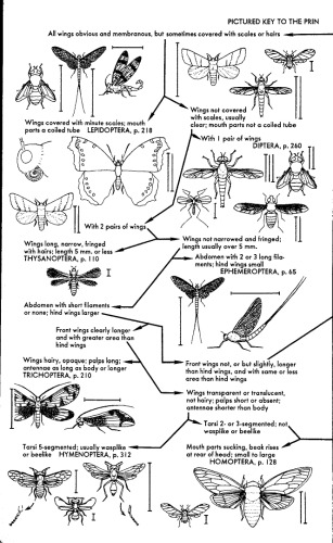A field guide to the insects of America north of Mexico