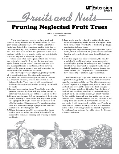 Pruning fruit trees