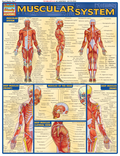 Muscular system