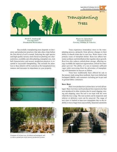 Transplanting trees successfully