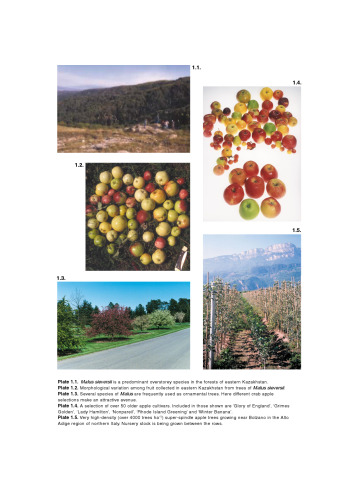 Apples : botany, production, and uses