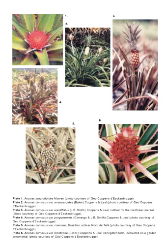 The pineapple : botany, production, and uses