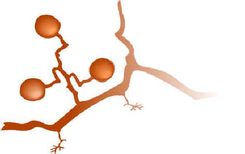 The instant expert guide to Mycorrhiza
