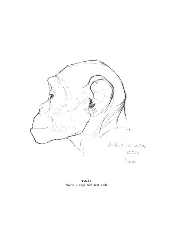 Intelligenzprufungen an Menschenaffen