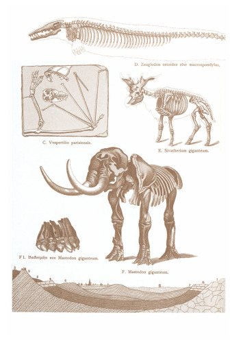 Ausgerottet oder ausgestorben?: Warum die Mammuts die Eiszeit nicht überleben konnten